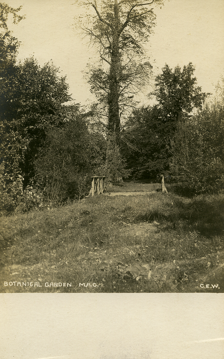 Bridge in the Beal Botanical Garden, date unknown