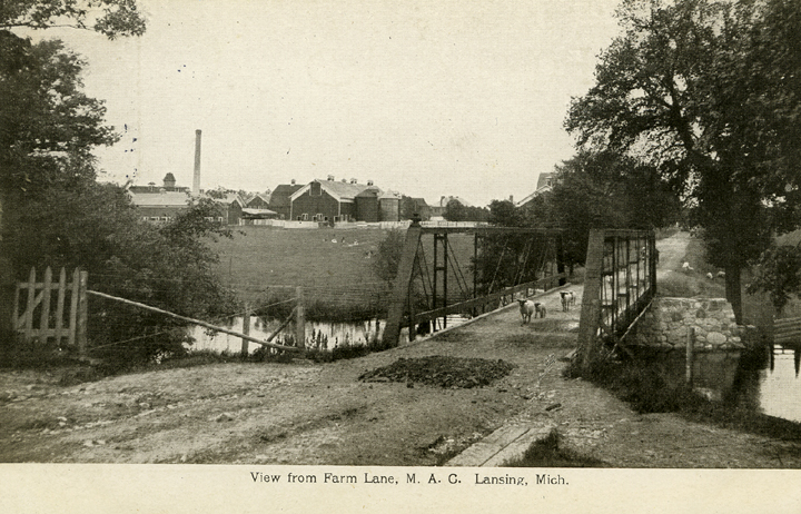 Animals on Farm Lane, 1909