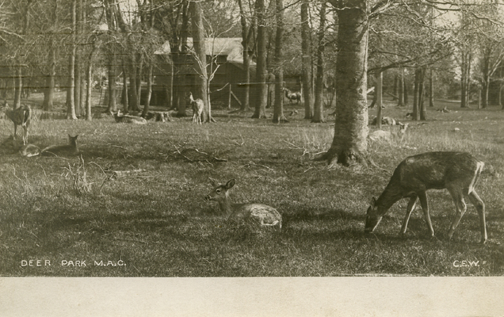 Deer Park, 1907