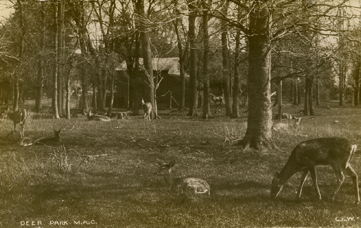 Deer Park, ca. 1907