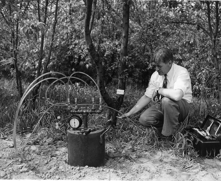 Fruit Tree Food Injection, 1946