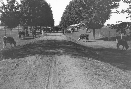 Cows graze near a dirt road, 1908