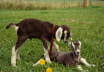 Goat kids V251/252 & V255 at the Veterinary Research Farm, August 1989