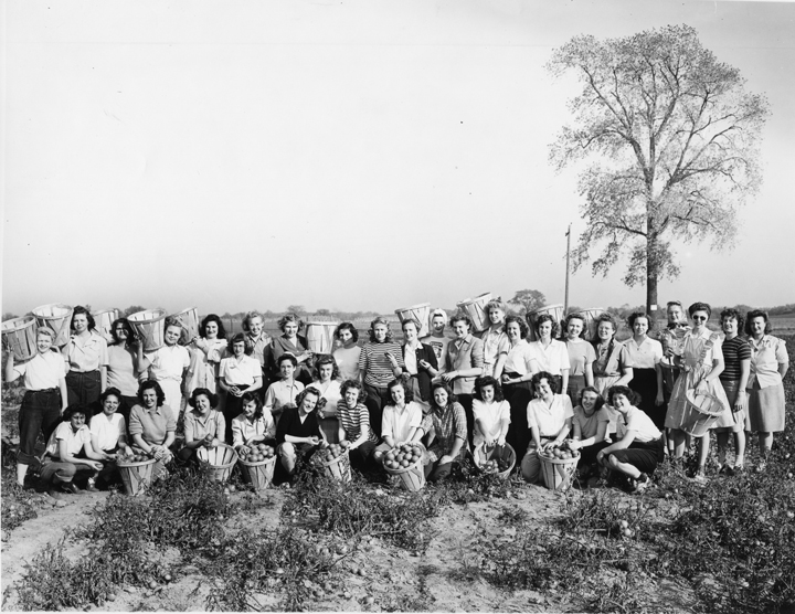 Victory Gardens, ca. 1943