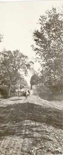 Cows Cross a Bridge