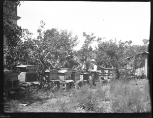 Beekeepers with hive boxes (Frank M. Benton papers), circa 1880s
