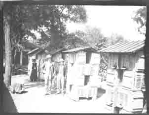 People standing by bee hive boxes (Frank M. Benton papers), circa 1880s