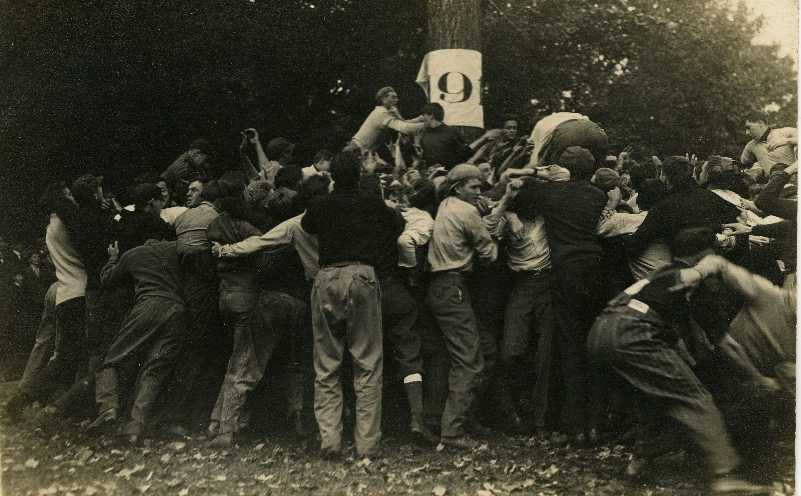 Student tears a "flag" from a tree during Class Rush, circa 1916