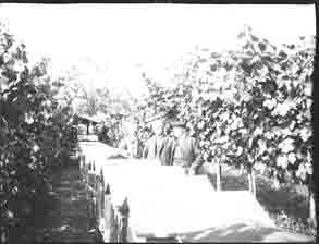 Three men stand next to a row of bee hive boxes (Frank M. Benton papers), circa 1880s
