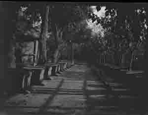 Rows of bee hive boxes and trees (Frank M. Benton papers), circa 1880s