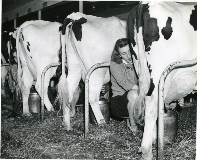 Milking cows during WWII Milking cows during WWII