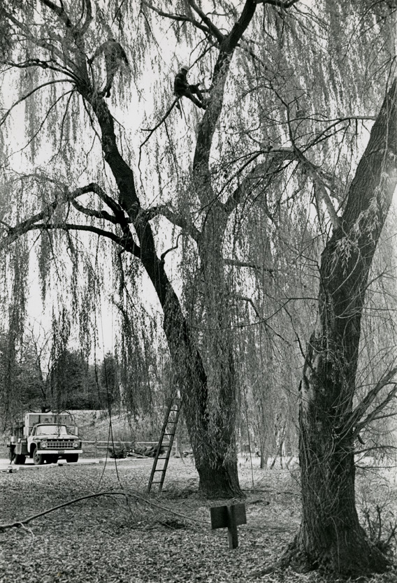 Grounds keeper in tree at Hidden Lake Gardens, 1969