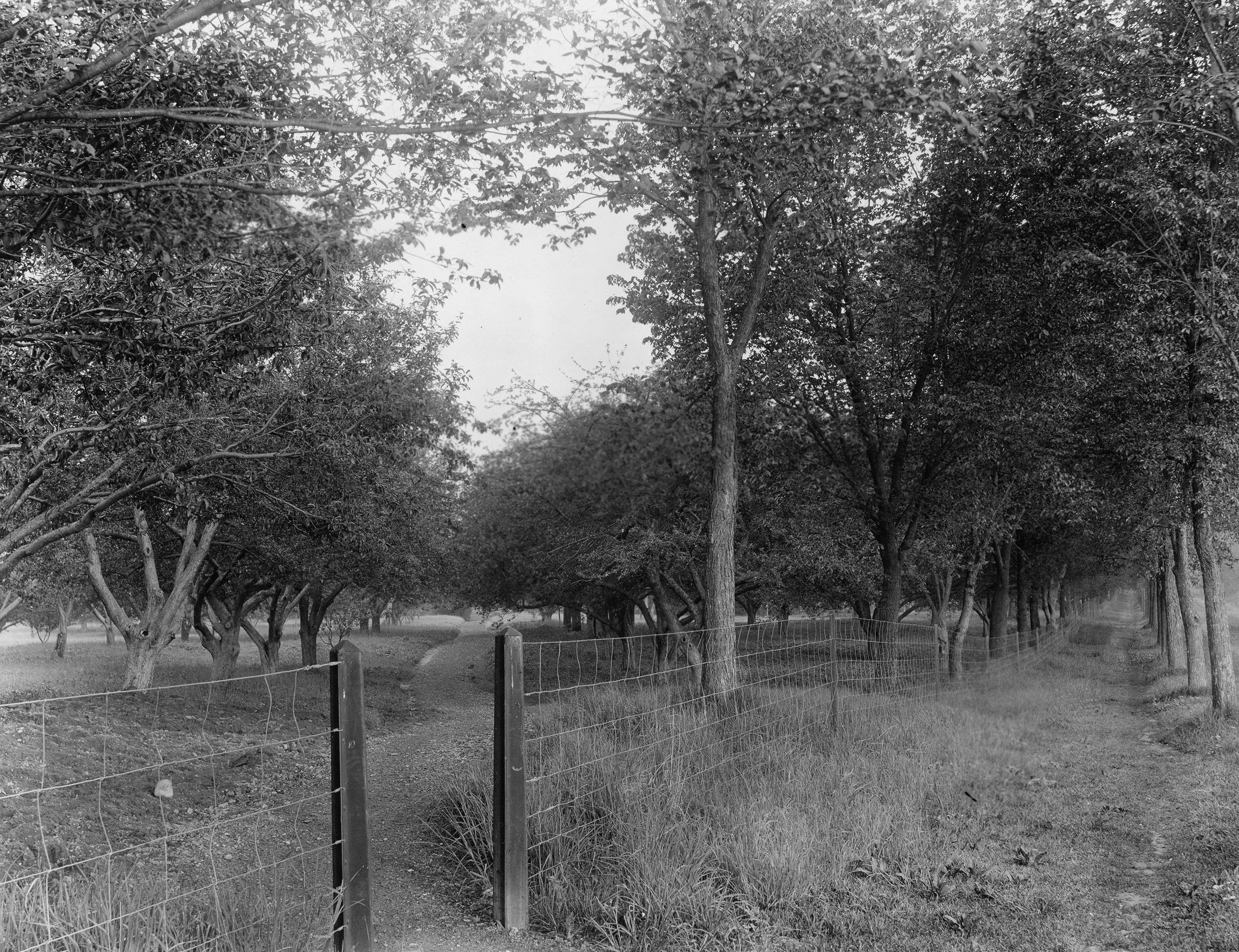 Campus Orchards, undated