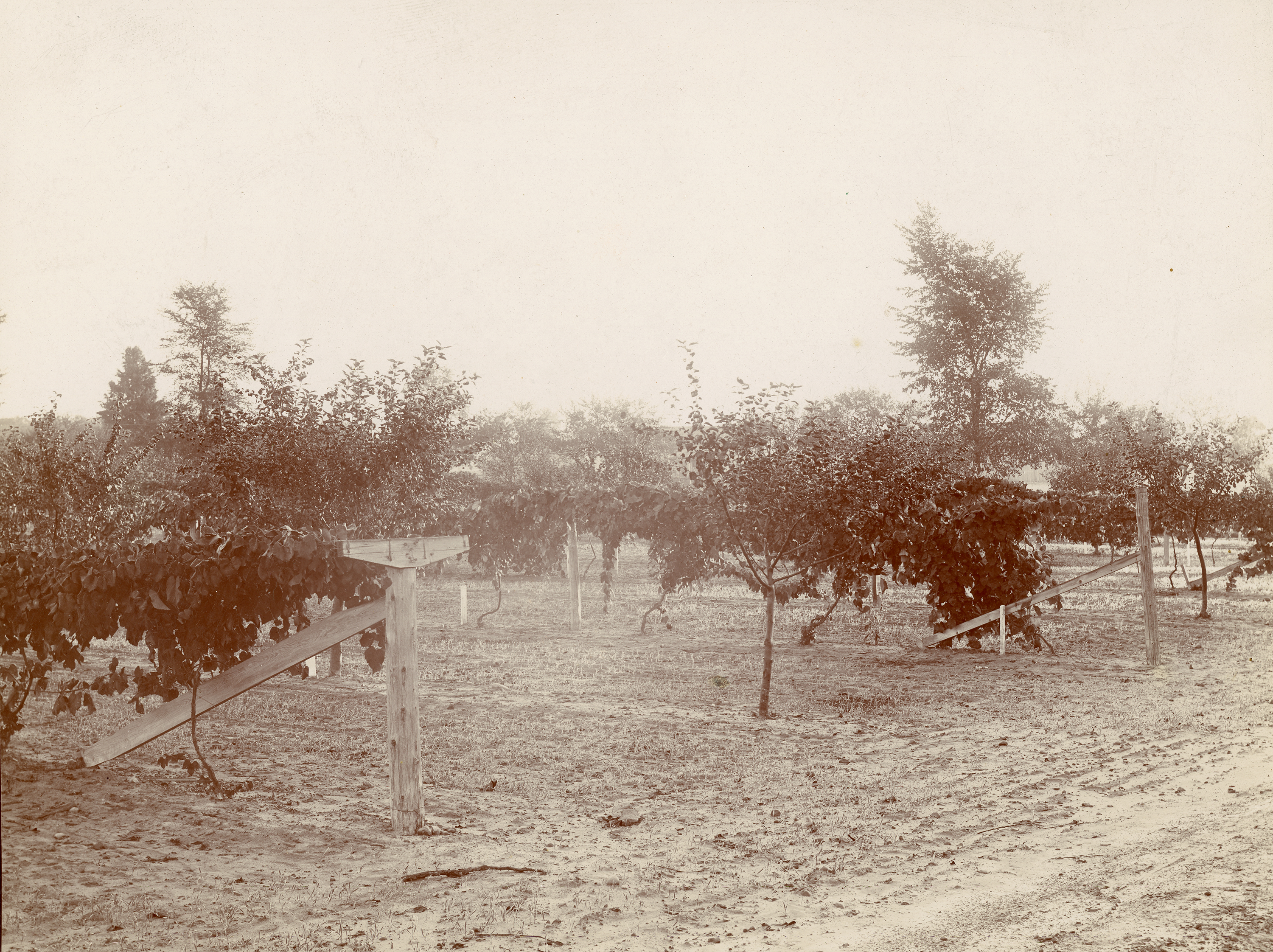 Campus Orchards, undated